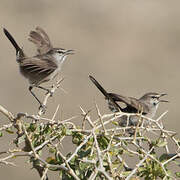 Karoo Scrub Robin