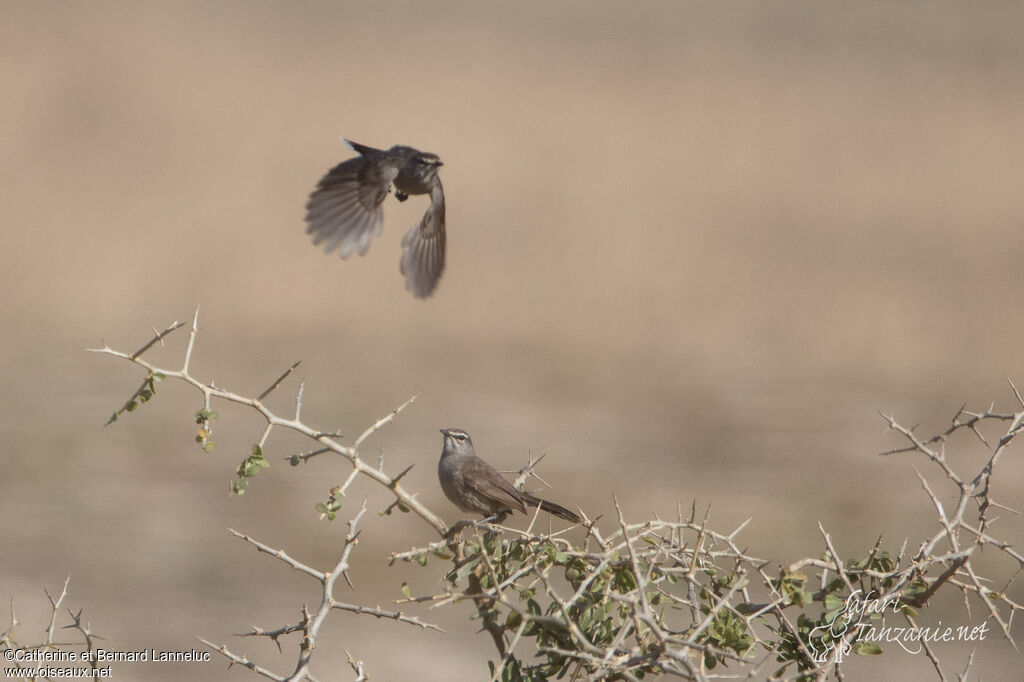 Karoo Scrub Robinadult, courting display