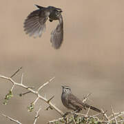 Karoo Scrub Robin