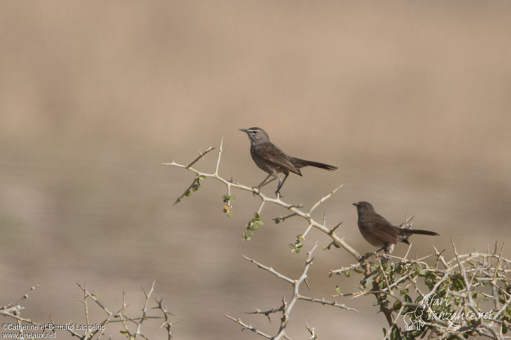 Karoo Scrub Robinadult