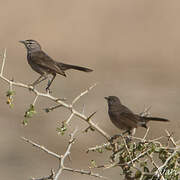 Karoo Scrub Robin