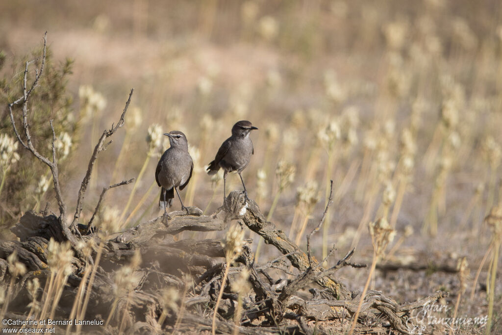 Karoo Scrub Robinadult, habitat, Behaviour