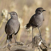 Karoo Scrub Robin