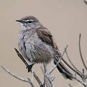 Karoo Scrub Robin