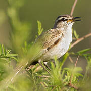 Kalahari Scrub Robin