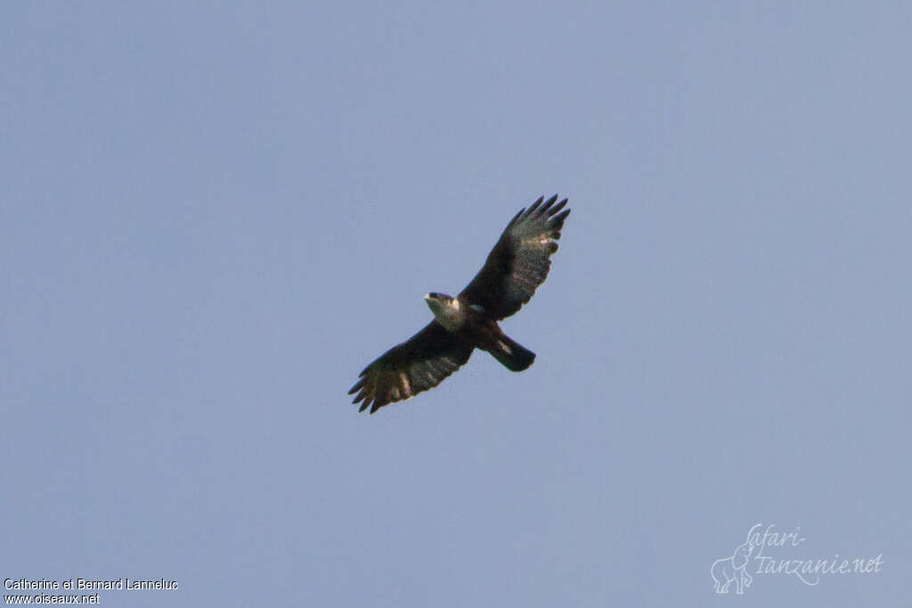 Rufous-bellied Eagleadult, Flight