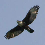 Rufous-bellied Eagle