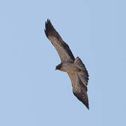 Booted Eagle