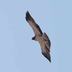 Aigle botté