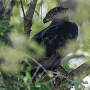 Crowned Eagle