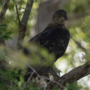 Crowned Eagle