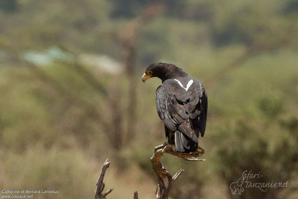 Aigle de Verreauxadulte, identification, pigmentation