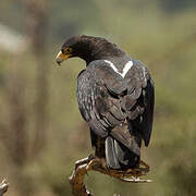 Aigle de Verreaux