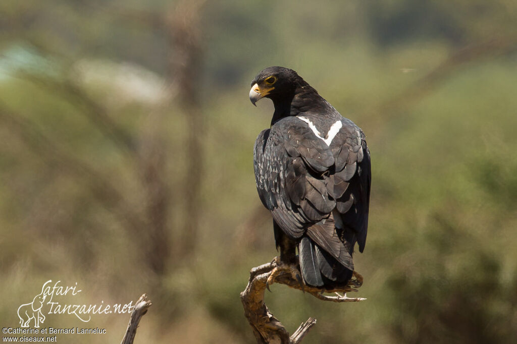 Aigle de Verreauxadulte, identification