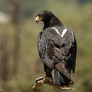 Verreaux's Eagle