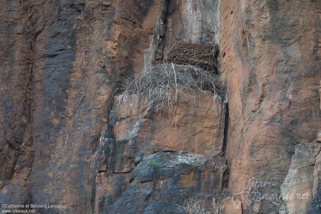 Aigle de Verreaux, habitat, Nidification