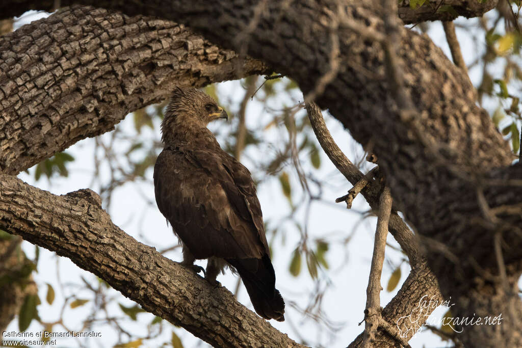 Wahlberg's Eagleadult, habitat, pigmentation