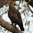 Aigle de Wahlberg