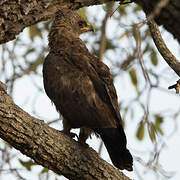 Wahlberg's Eagle