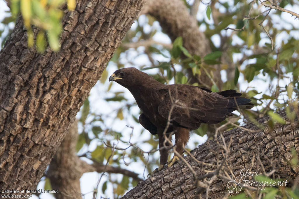 Aigle de Wahlbergadulte, identification