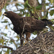 Wahlberg's Eagle