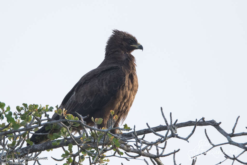 Aigle de Wahlbergadulte, identification