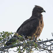 Wahlberg's Eagle