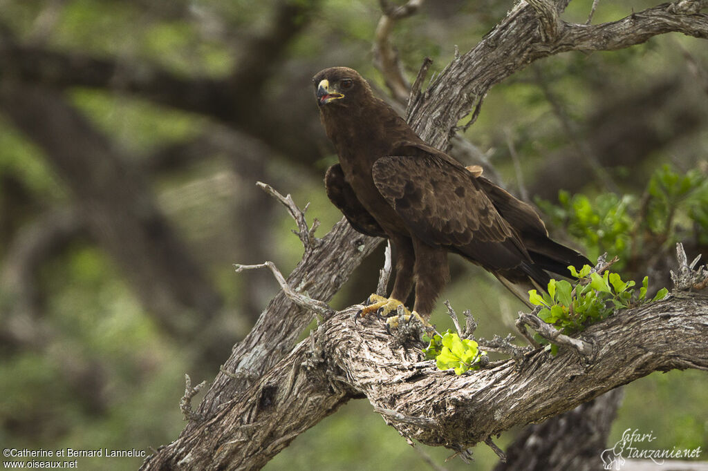 Aigle de Wahlbergadulte