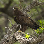 Wahlberg's Eagle