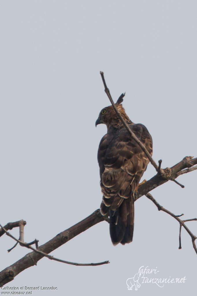 Aigle de Wallaceimmature, identification