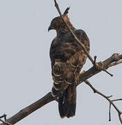 Wallace's Hawk-Eagle