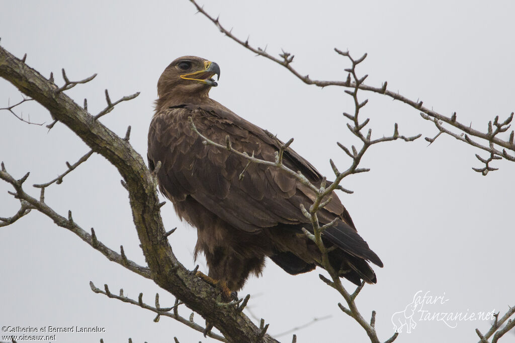 Aigle des steppesadulte