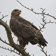 Steppe Eagle