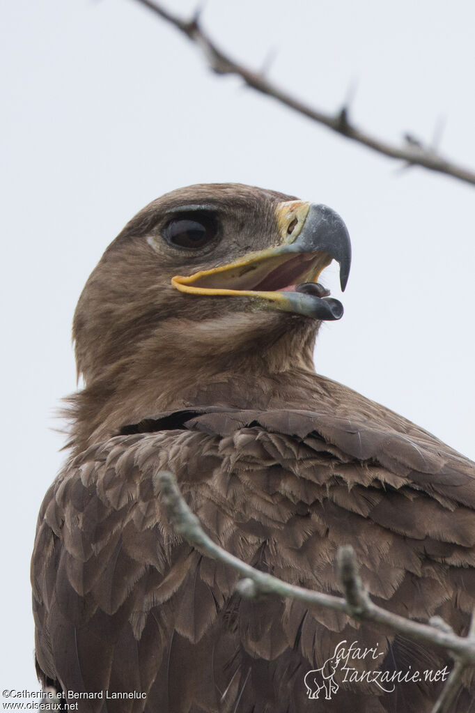 Steppe Eagleadult, close-up portrait