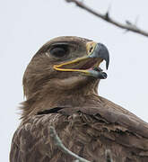 Steppe Eagle