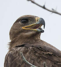 Aigle des steppes