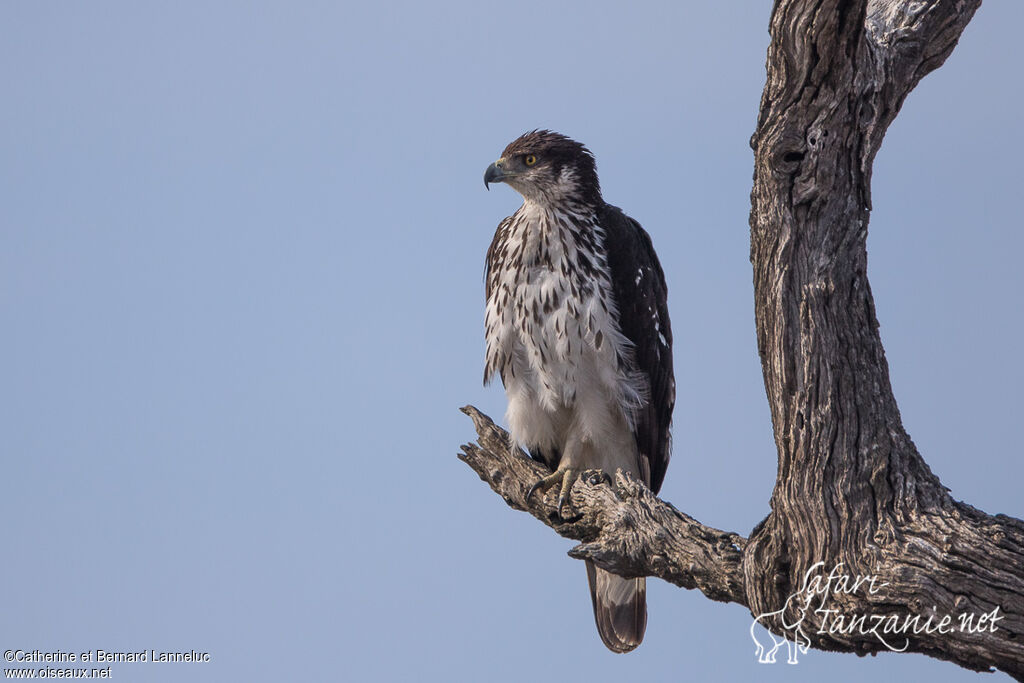 African Hawk-Eagleadult, identification