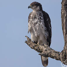 Aigle fascié
