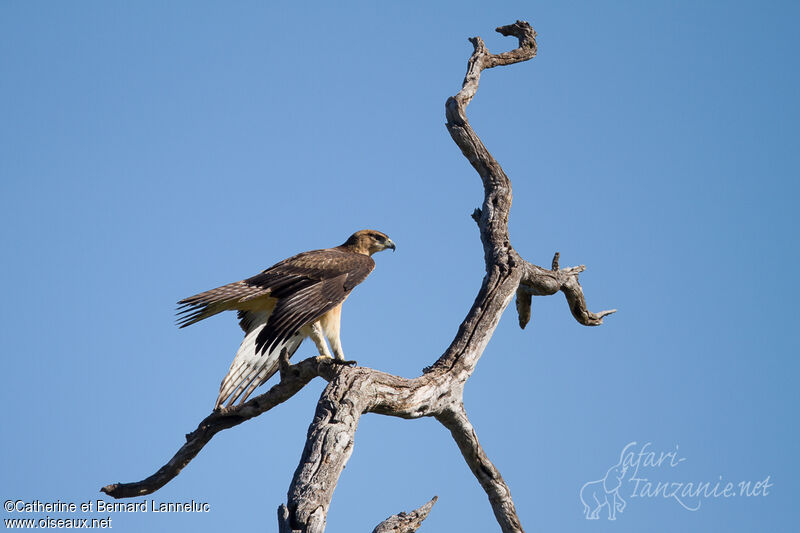 African Hawk-Eagleimmature