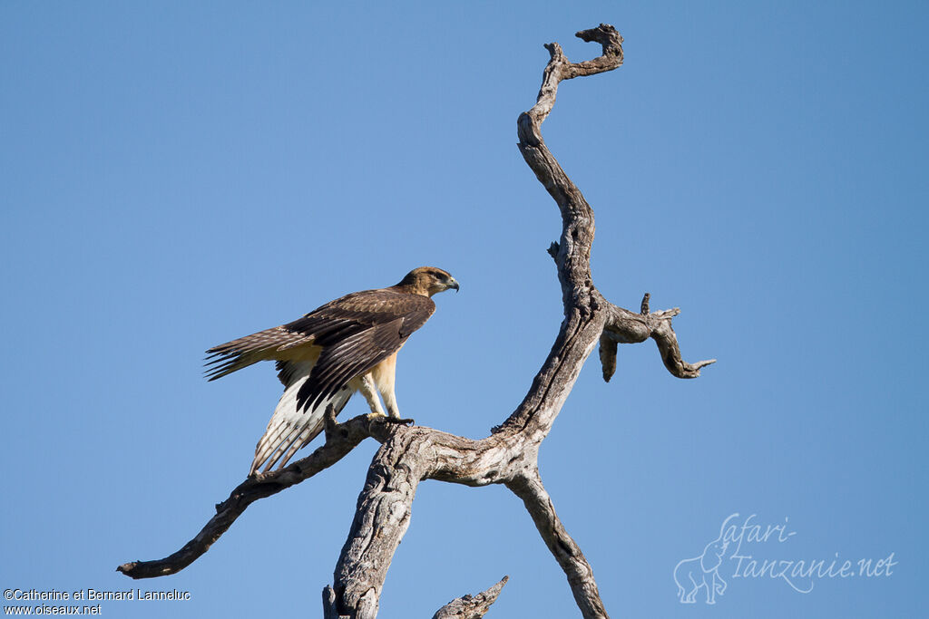 Aigle fasciéimmature