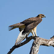 African Hawk-Eagle