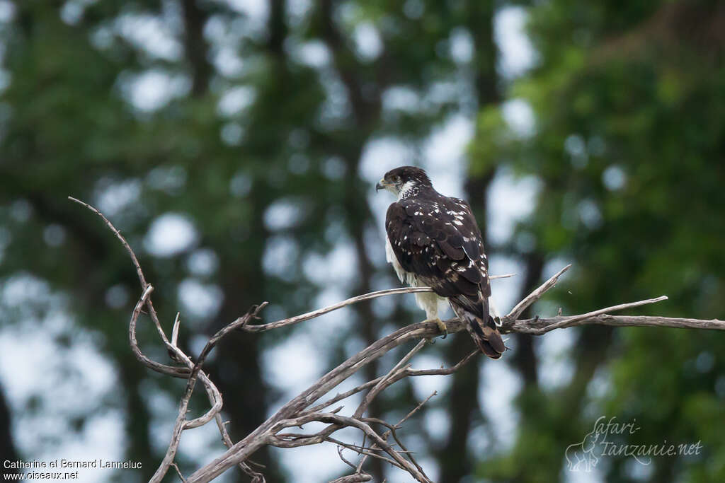 Aigle fasciésubadulte, identification