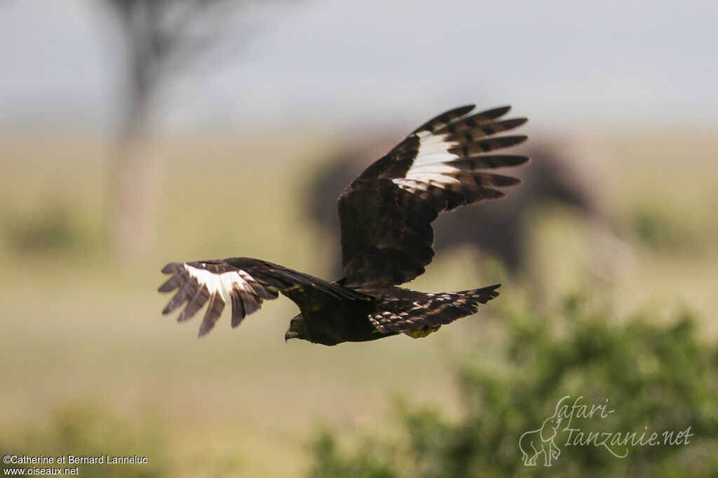 Long-crested Eagleadult, Flight