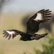 Long-crested Eagle