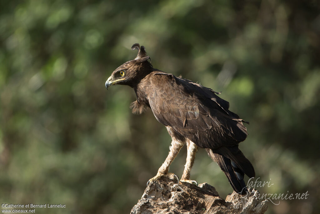 Long-crested Eagleadult