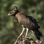 Long-crested Eagle