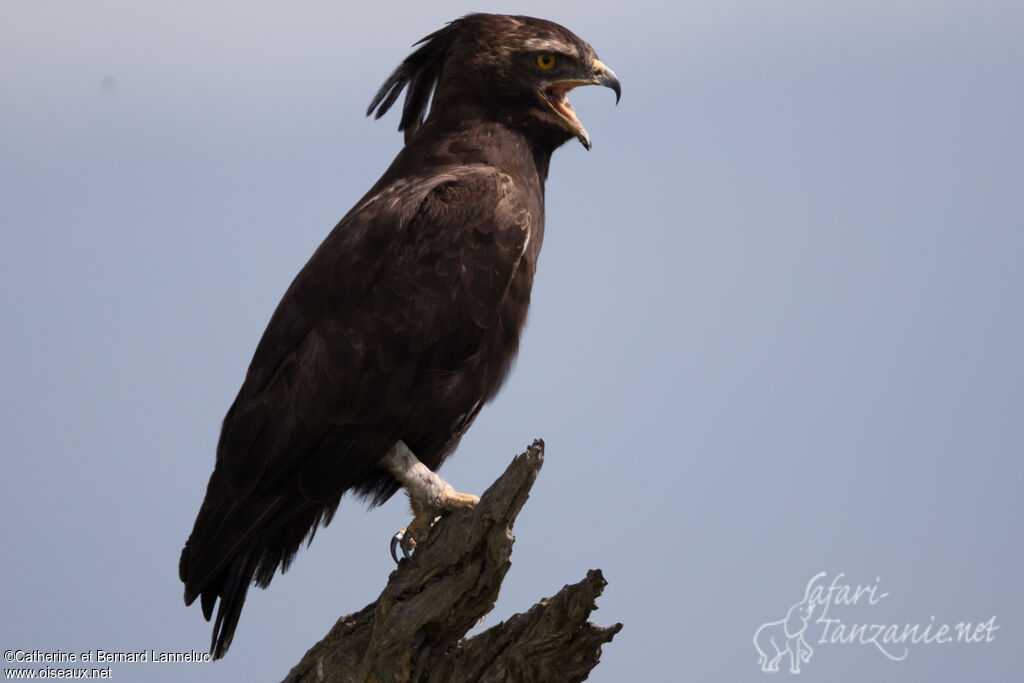 Aigle huppardadulte, chant