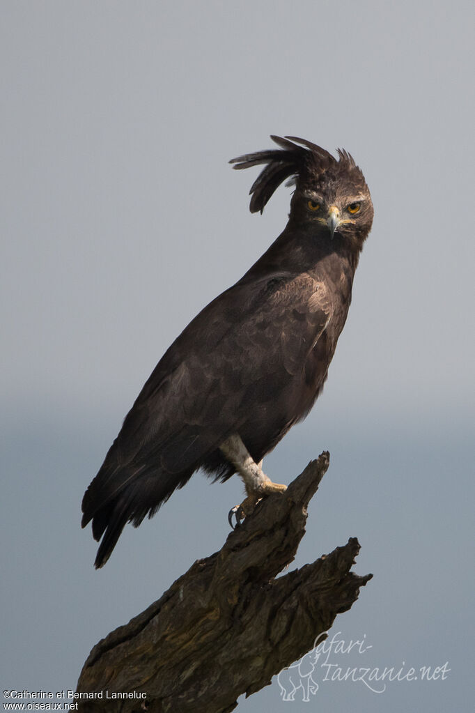 Long-crested Eagleadult, identification