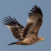 Eastern Imperial Eagle