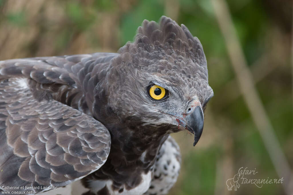 Aigle martialsubadulte, portrait, Comportement